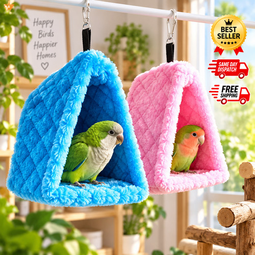 Pet bird parrot parakeet - parrot,